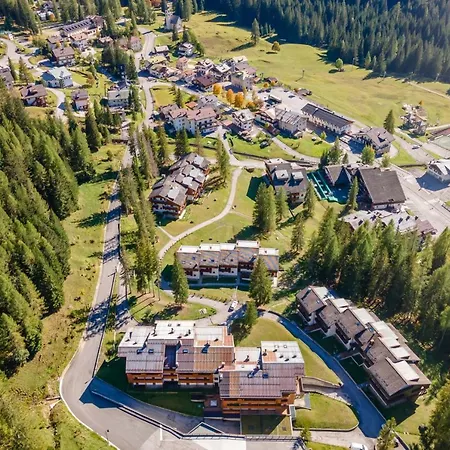 Petit Arnica Selva di Cadore